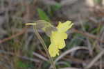 Yellow butterwort